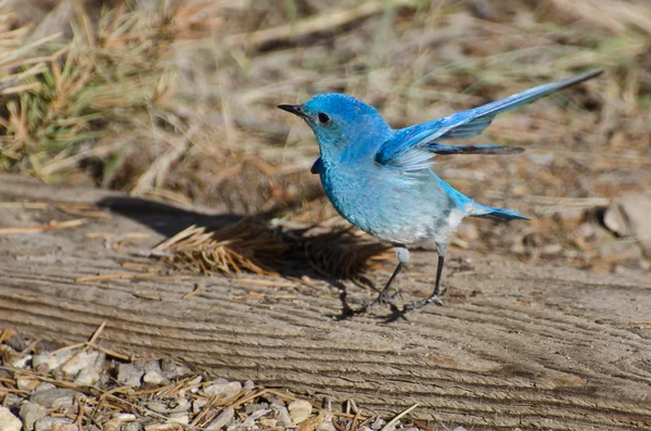 Góra bluebird rozciąganie skrzydła — Zdjęcie stockowe