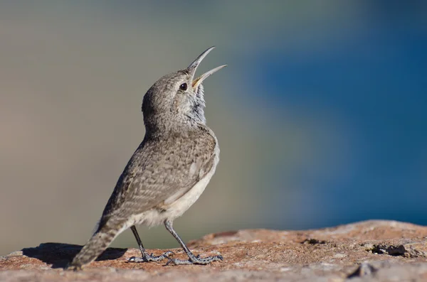 Şarkı kaya çit kuşu — Stok fotoğraf