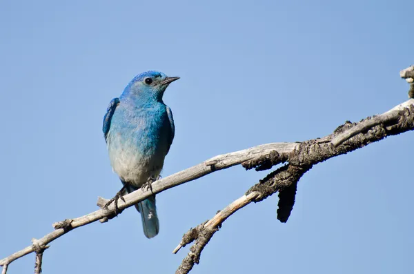 Mountain bluebird uppflugen i ett träd — Stockfoto