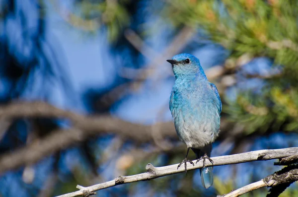 Mountain bluebird uppflugen i ett träd — Stockfoto