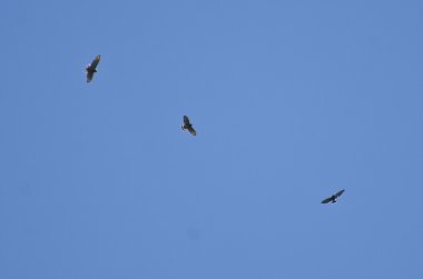 Geniş - kanatlı Hawk geçiş