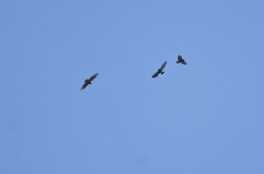 Geniş - kanatlı Hawk geçiş