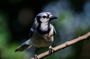 mavi alakarga profili