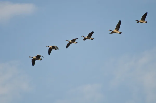 Стая канадских гусей — стоковое фото