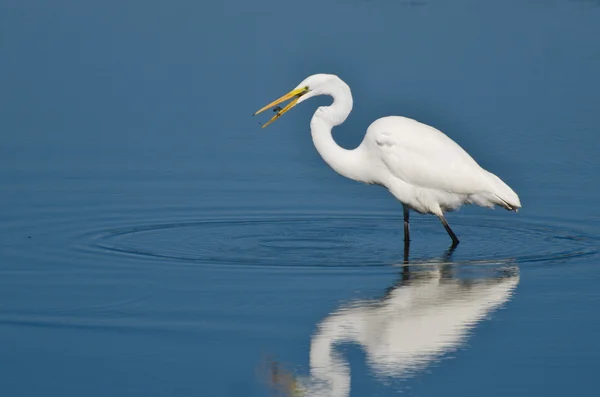 Great Egret Eating Fish — Stock Photo, Image