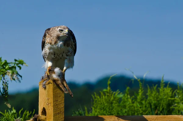 Red-Tailed Hawk With Captured Prey — Stock Photo, Image