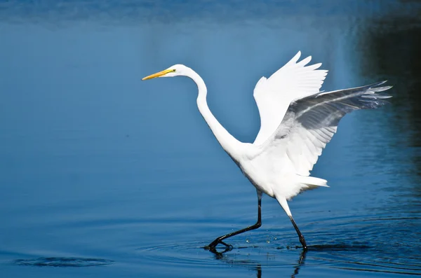 Great Egret tomando el vuelo —  Fotos de Stock