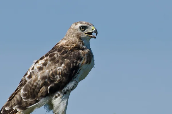 Red-Tailed Hawk Profile — Stock Photo, Image
