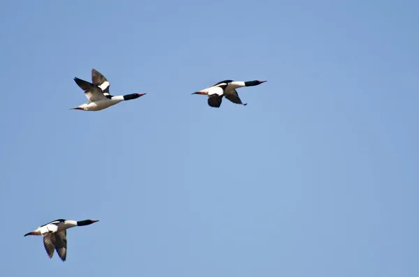 Three Common Mergansers Flying in Blue Sky — Stock Photo, Image