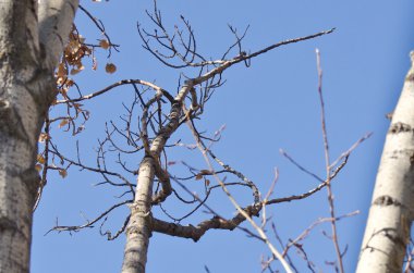 Çıplak bir geç sonbahar ağacı arıyorsunuz