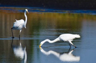 güzel sorguçlar sonbahar için balık avlama