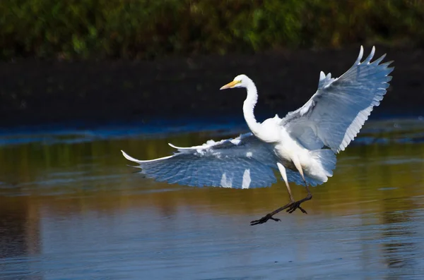 Great Egret Landing in Shallow Water — Stock Photo, Image