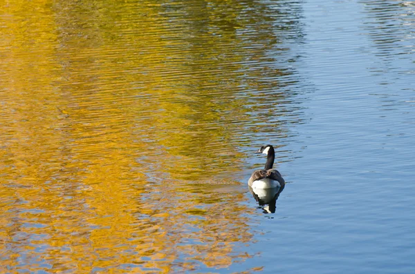 Canada Goose on an Autumn Golden Pond — Stock Photo, Image