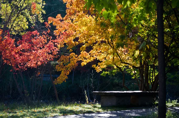 Banco do parque sob as árvores do outono — Fotografia de Stock