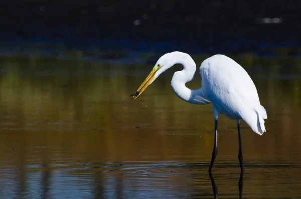 Great Egret With Caught Fish in Autumn — Stock Photo, Image