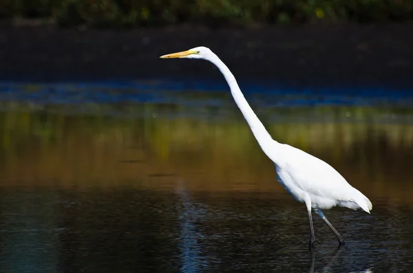 Grande chasse à l'aigrette pour les poissons en automne — Photo