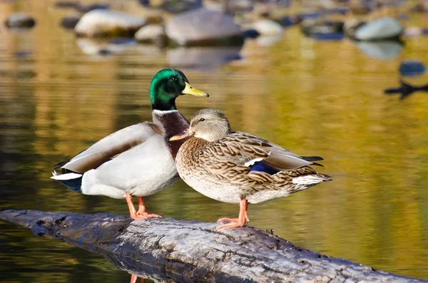 Par de patos Mallard Descansando en un estanque de otoño Fotos de stock
