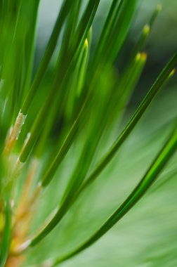 Doğa'nın soyut - çam iğneleri