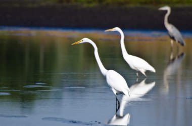 iki sorguçlar ve balık için bir balıkçıl avcılık