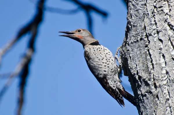 Northern Flicker Calling From Tree — Stock Photo, Image
