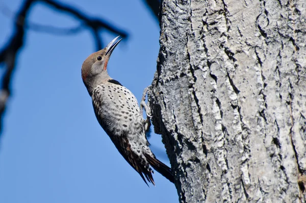 Northern Flicker Clinging To Side of Tree — Stock Photo, Image