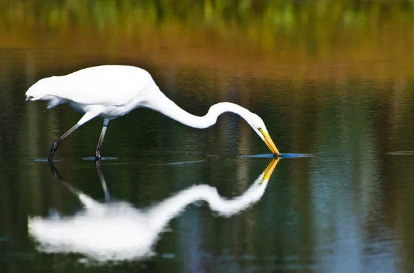 Grande chasse à l'aigrette pour les poissons en automne — Photo