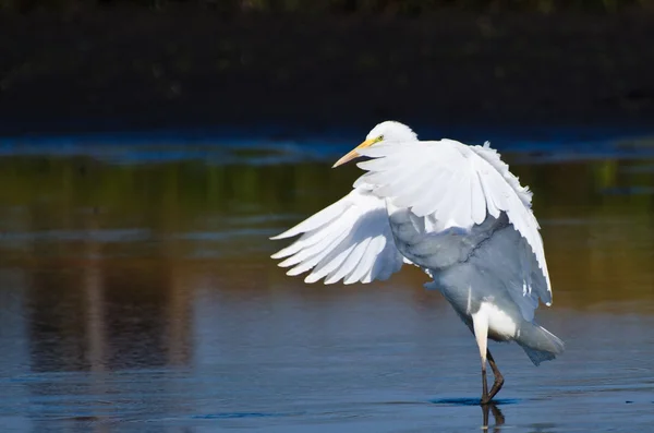 Grandes garzas aterrizando en aguas poco profundas —  Fotos de Stock