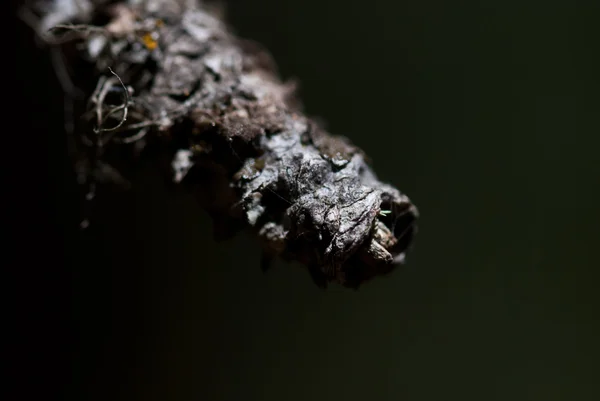 Resumen de la naturaleza - Punta desigual de la rama muerta — Foto de Stock