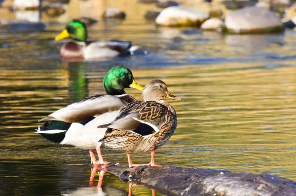 Par gräsand ankor vila i en höst damm — Stockfoto