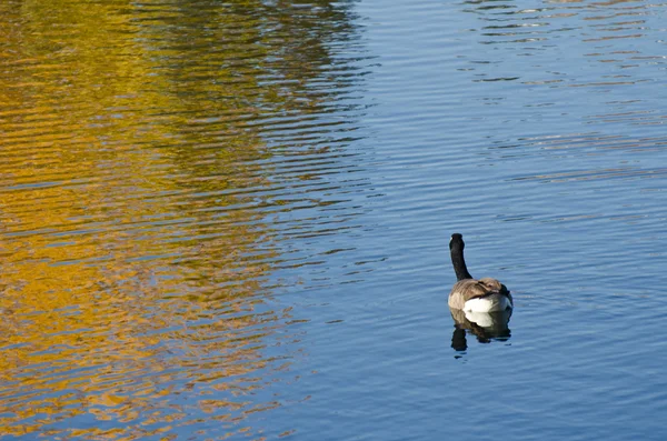 Ganso do Canadá em uma lagoa dourada de outono — Fotografia de Stock