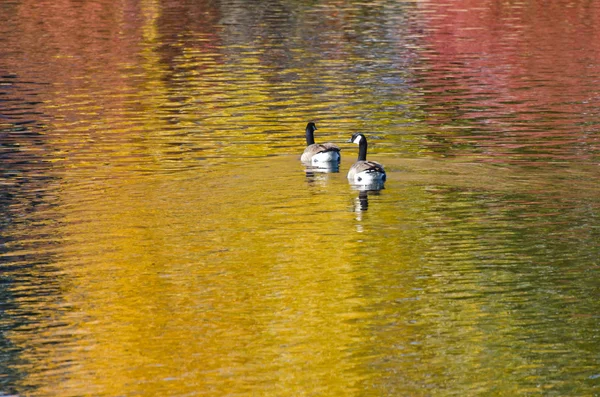 Canada Oche su uno stagno d'oro d'autunno — Foto Stock