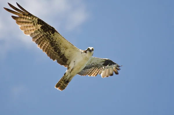 Osprey fazendo contato visual enquanto voa no céu azul — Fotografia de Stock