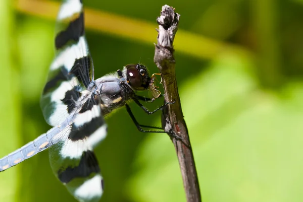 Dragonfly divorare un insetto — Foto Stock
