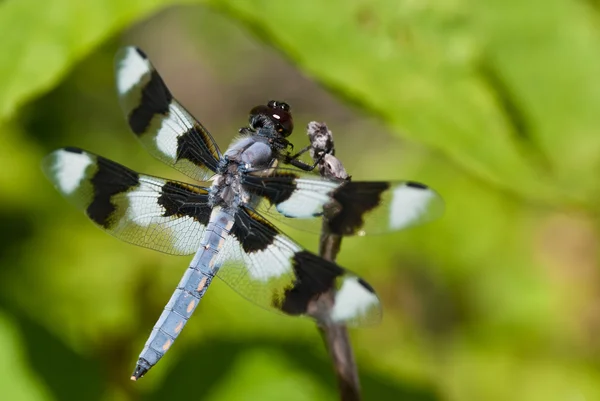 Dragonfly zat op einde van twig — Stockfoto