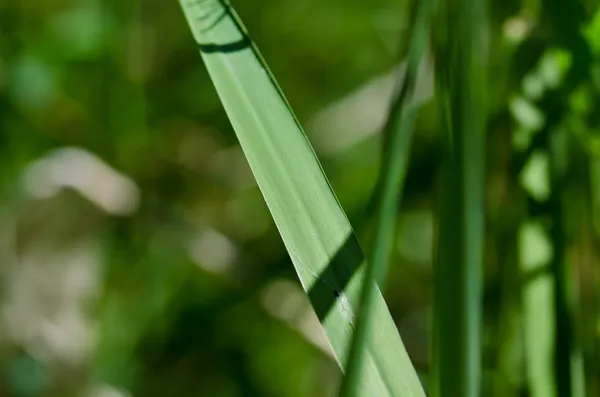 Nature's Abstract - Blade of Grass — Stock Photo, Image