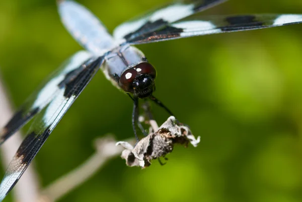 Dragonfly appollaiato alla fine del ramoscello — Foto Stock