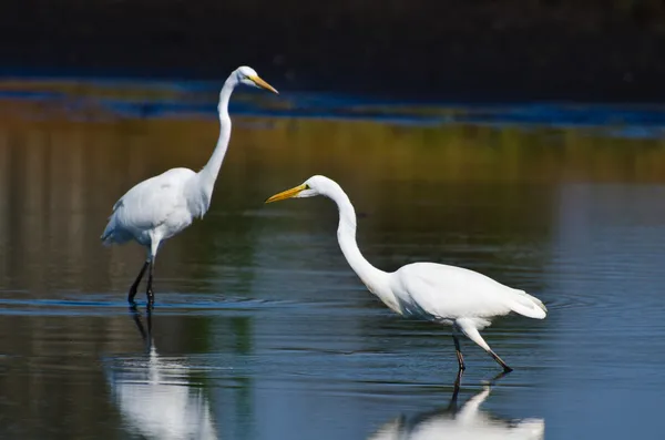 Great Egrets Hunting for Fish in Autumn — Stock Photo, Image