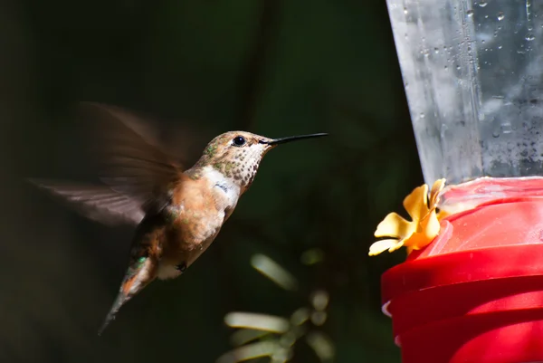 Vörhenyes kolibri adagoló iszik — Stock Fotó