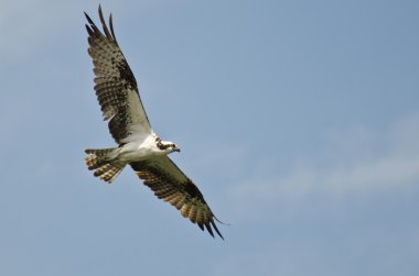 맑고 푸른 하늘을 날고 물 수리