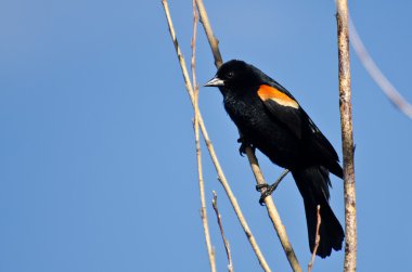 Kırmızı - kanatlı karakuş ağaca tünemiş