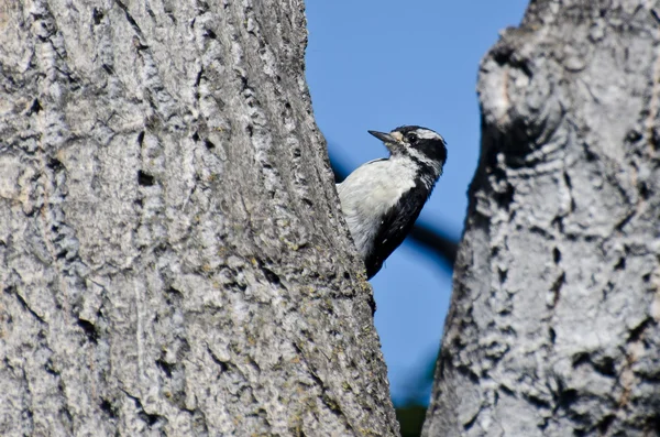 Valse woodpecker rusten in de vork van een boom — Stockfoto