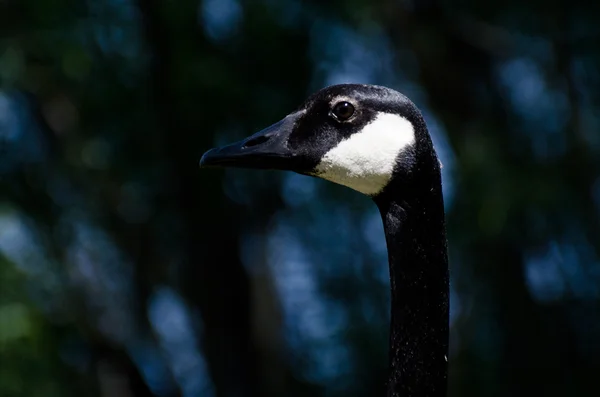 Perfil de ganso do Canadá — Fotografia de Stock