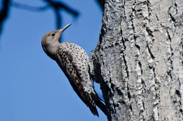 Northern Flicker Clinging To Side of Tree — Stock Photo, Image