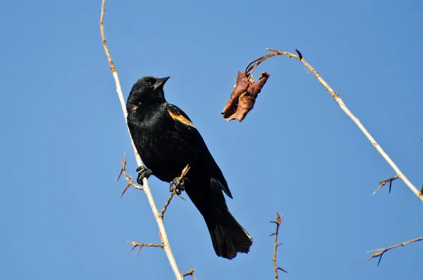 Red - winged blackbird zat in de boom — Stockfoto