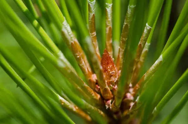 Resumen de la naturaleza - Agujas de pino — Foto de Stock