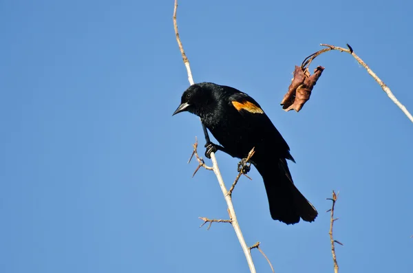 Röd - winged blackbird uppe i träd — Stockfoto