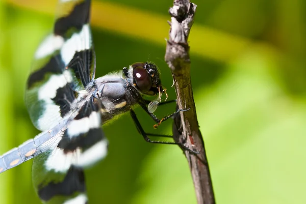 Dragonfly пожирає комаха — стокове фото