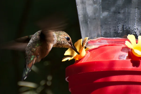 Rufous Hummingbird bebendo de um alimentador — Fotografia de Stock