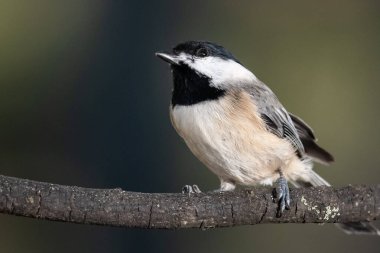 Carolina Chickadee İnce bir dala nazikçe tünedi