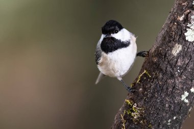 Meraklı küçük Carolina Chickadee Ağaçta tünedi
